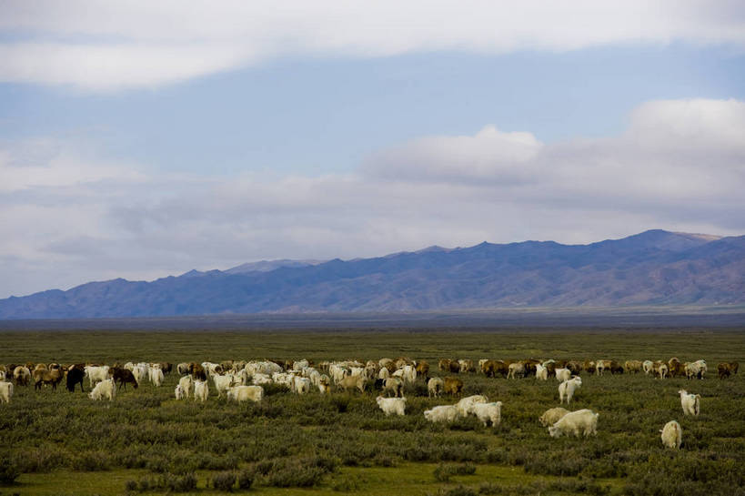 无人,横图,彩色,室外,白天,草原,美景,田园,羊,中国,亚洲,放牧,民俗,景观,羊群,自然,景色,摄影,自然风光,东亚,游牧,新疆,中华人民共和国,阿勒泰,bj174