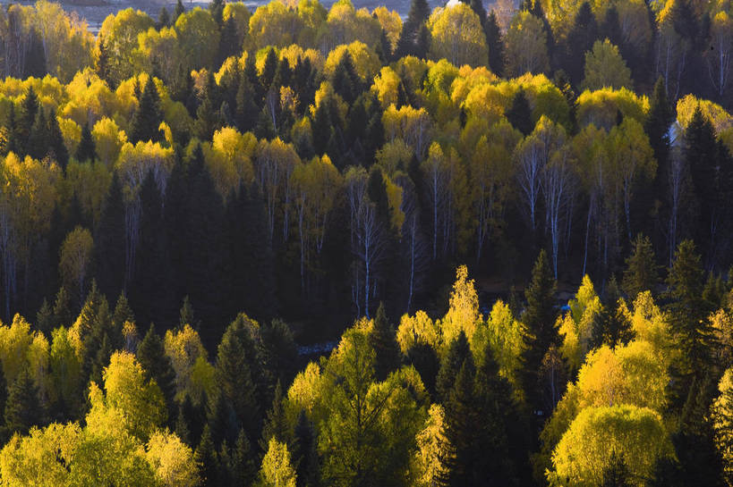 无人,横图,彩色,室外,特写,白天,旅游,度假,草原,名胜古迹,树林,标志建筑,地标,建筑,中国,亚洲,遗迹,古迹,文物,娱乐,建设,古建筑,树,自然,享受,休闲,旅游胜地,放松,摄影,自然风光,杉树,古文明,东亚,新疆,中华人民共和国,阿勒泰,旅行,禾木,bj174