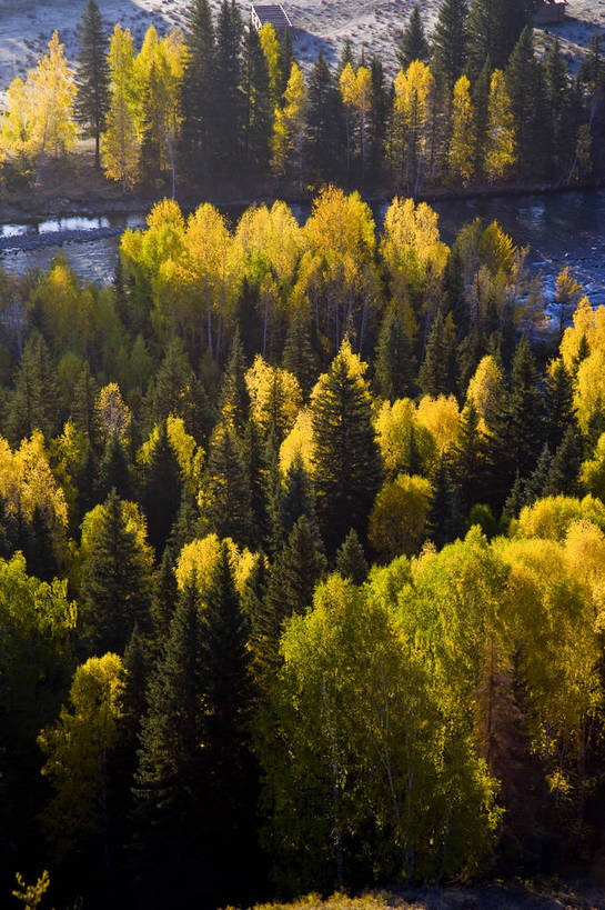 无人,竖图,彩色,室外,白天,旅游,度假,草原,名胜古迹,树林,标志建筑,地标,建筑,中国,亚洲,遗迹,古迹,文物,娱乐,建设,古建筑,树,自然,享受,休闲,旅游胜地,放松,竖,摄影,自然风光,杉树,古文明,东亚,新疆,中华人民共和国,阿勒泰,旅行,禾木,bj174