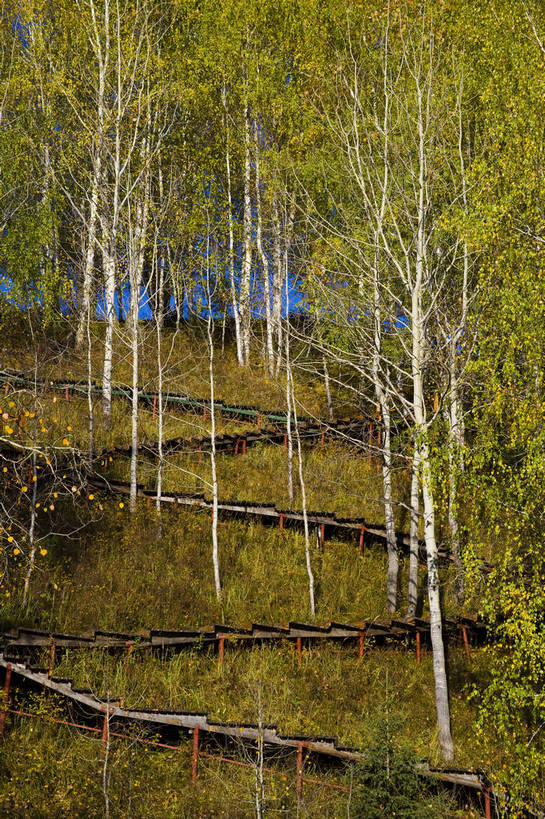 无人,竖图,彩色,室外,特写,白天,旅游,度假,名胜古迹,树林,标志建筑,地标,建筑,中国,亚洲,遗迹,古迹,文物,娱乐,建设,古建筑,树,自然,享受,休闲,旅游胜地,放松,竖,摄影,自然风光,杉树,古文明,东亚,新疆,中华人民共和国,阿勒泰,旅行,禾木,bj174