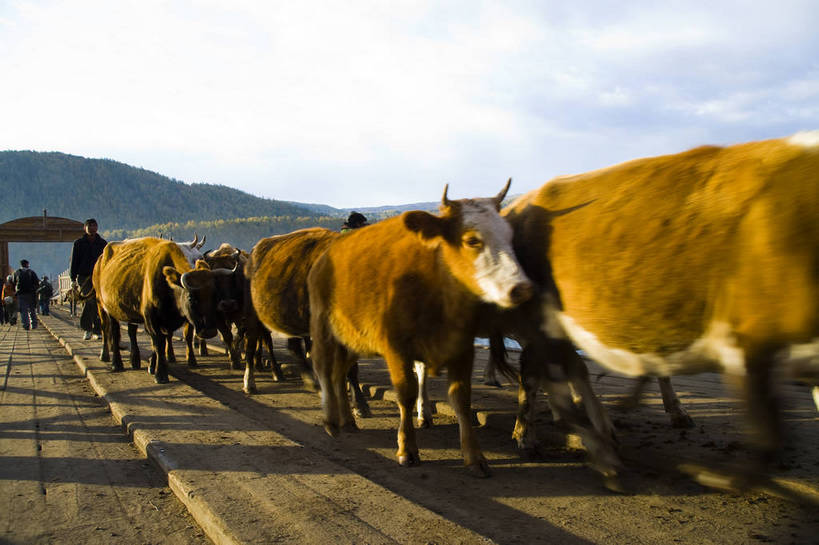 横图,彩色,室外,白天,旅游,度假,草原,名胜古迹,树林,标志建筑,地标,建筑,牛,中国,亚洲,遗迹,古迹,文物,娱乐,建设,古建筑,树,自然,享受,休闲,旅游胜地,放松,摄影,自然风光,杉树,牧牛,古文明,东亚,新疆,中华人民共和国,阿勒泰,旅行,禾木,bj174