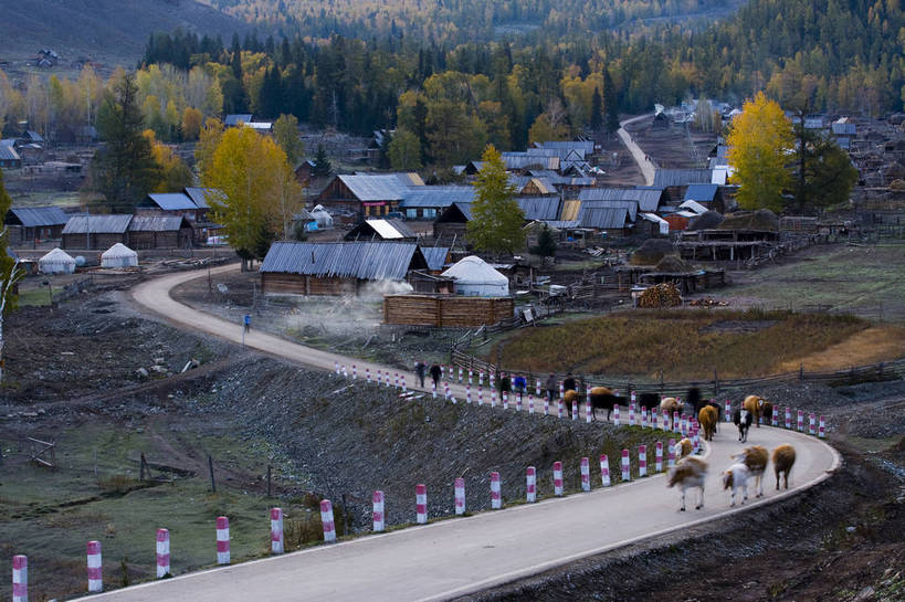 木屋,横图,彩色,室外,白天,旅游,度假,美景,名胜古迹,树林,田园,标志建筑,道路,地标,建筑,牛,羊,中国,亚洲,放牧,遗迹,帐篷,景观,古迹,文物,娱乐,建设,炊烟,古建筑,民居,树木,自然,村庄,享受,休闲,旅游胜地,景色,放松,摄影,自然风光,杉树,古文明,东亚,蒙古包,新疆,中华人民共和国,阿勒泰,马路,旅行,白哈巴,bj174