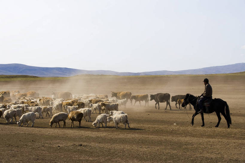 无人,横图,彩色,室外,白天,草原,美景,田园,牛,羊,中国,亚洲,放牧,民俗,景观,牛群,羊群,自然,景色,摄影,自然风光,东亚,游牧,新疆,中华人民共和国,阿勒泰,bj174