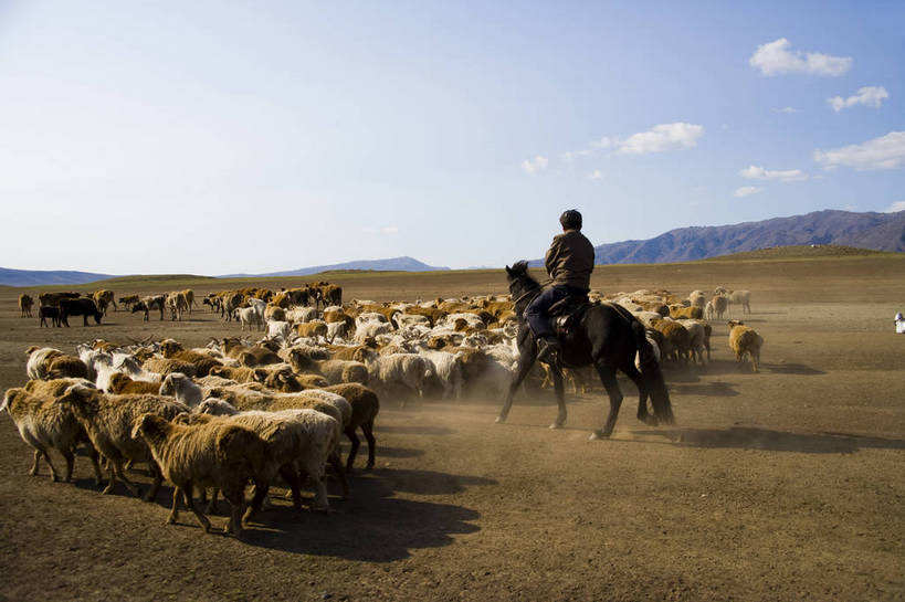 无人,横图,彩色,室外,白天,草原,美景,田园,牛,羊,中国,亚洲,放牧,民俗,景观,牛群,羊群,自然,景色,摄影,自然风光,东亚,游牧,新疆,中华人民共和国,阿勒泰,bj174