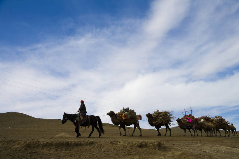 横图,彩色,室外,白天,草原,美景,田园,中国,亚洲,放牧,民俗,景观,骆驼,自然,景色,摄影,自然风光,东亚,游牧,新疆,中华人民共和国,阿勒泰,bj174