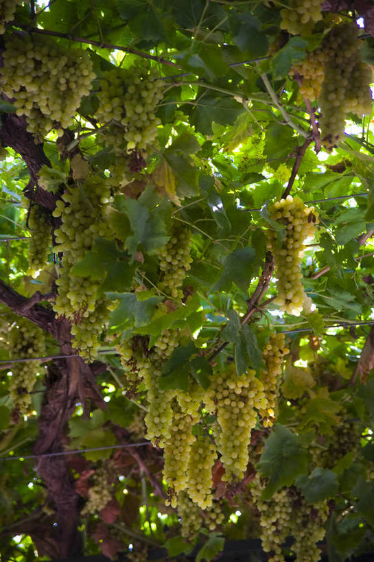 无人,竖图,彩色,室外,特写,白天,农业,农作物,葡萄,中国,亚洲,葡萄园,竖,摄影,东亚,种植园,吐鲁番,新疆,中华人民共和国,bj174