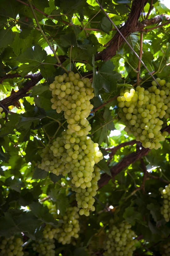 无人,竖图,彩色,室外,特写,白天,农业,农作物,葡萄,中国,亚洲,葡萄园,竖,摄影,东亚,种植园,吐鲁番,新疆,中华人民共和国,bj174