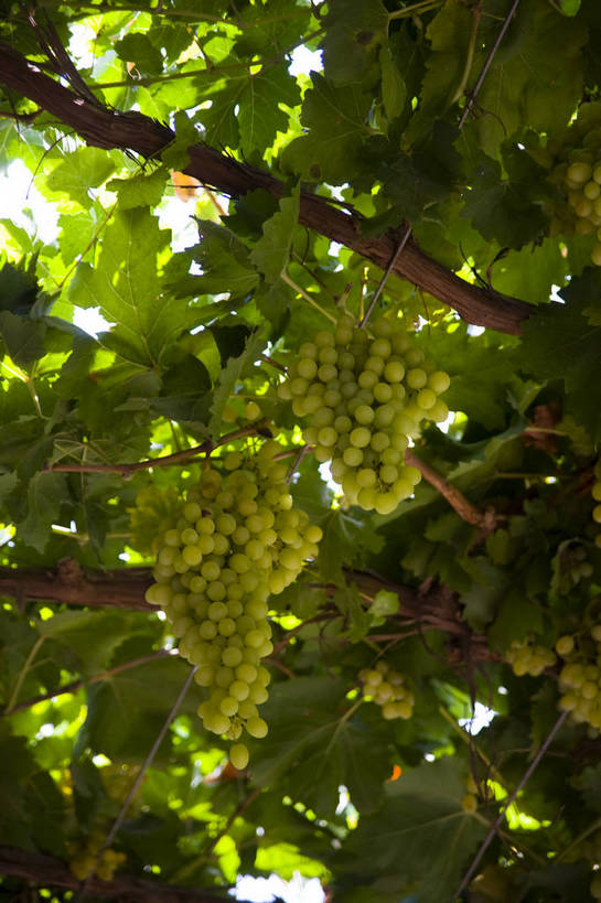 无人,竖图,彩色,室外,特写,白天,农业,农作物,葡萄,中国,亚洲,葡萄园,竖,摄影,东亚,种植园,吐鲁番,新疆,中华人民共和国,bj174