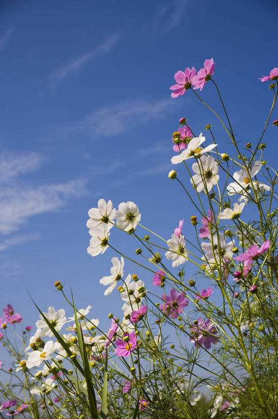 无人,竖图,彩色,室外,特写,白天,旅游,植物,中国,亚洲,野花,美丽,花,自然,竖,摄影,东亚,宁夏,银川,中华人民共和国,西北地区,宁夏回族自治区,宁,石嘴山,石嘴山市,自然景观,旅行,沙湖,沙湖生态旅游区,平罗,平罗县,bj174