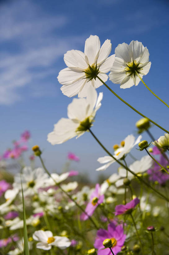 无人,竖图,彩色,室外,特写,白天,旅游,植物,中国,亚洲,野花,美丽,花,自然,竖,摄影,东亚,宁夏,银川,中华人民共和国,西北地区,宁夏回族自治区,宁,石嘴山,石嘴山市,自然景观,旅行,沙湖,沙湖生态旅游区,平罗,平罗县,bj174