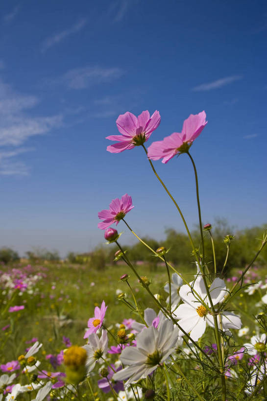 无人,竖图,彩色,室外,特写,白天,旅游,植物,中国,亚洲,野花,美丽,花,自然,竖,摄影,东亚,宁夏,银川,中华人民共和国,西北地区,宁夏回族自治区,宁,石嘴山,石嘴山市,自然景观,旅行,沙湖,沙湖生态旅游区,平罗,平罗县,bj174