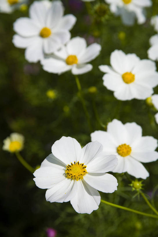 无人,竖图,彩色,室外,特写,白天,旅游,植物,中国,亚洲,野花,美丽,花,自然,竖,摄影,东亚,宁夏,银川,中华人民共和国,西北地区,宁夏回族自治区,宁,石嘴山,石嘴山市,自然景观,旅行,沙湖,沙湖生态旅游区,平罗,平罗县,bj174