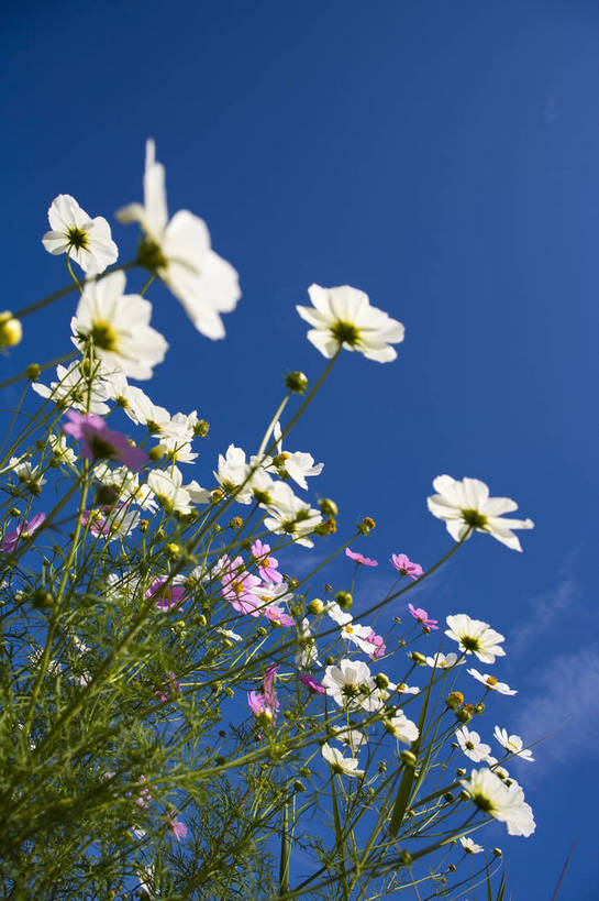 无人,竖图,彩色,室外,特写,白天,旅游,植物,中国,亚洲,野花,美丽,花,自然,竖,摄影,东亚,宁夏,银川,中华人民共和国,西北地区,宁夏回族自治区,宁,石嘴山,石嘴山市,自然景观,旅行,沙湖,沙湖生态旅游区,平罗,平罗县,bj174