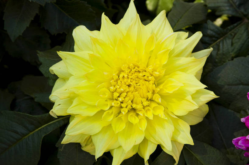 无人,横图,彩色,室外,特写,白天,植物,北京,中国,亚洲,鲜艳,花朵,花卉,自然,菊花,摄影,菊,东亚,中华人民共和国,中山公园,bj174