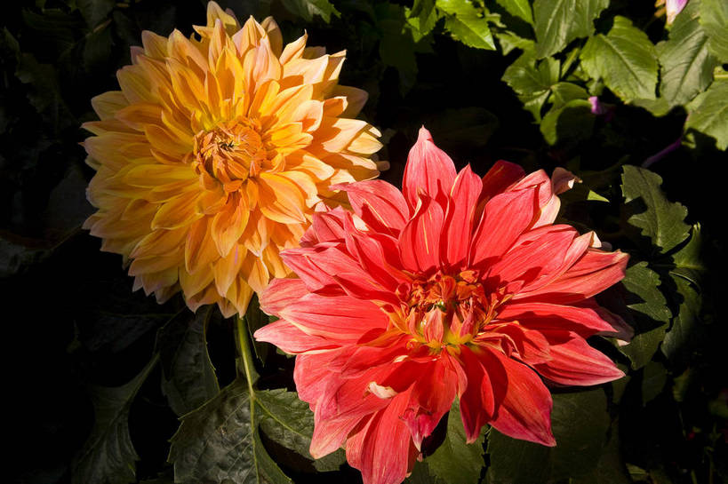 无人,横图,彩色,室外,特写,白天,植物,北京,中国,亚洲,鲜艳,花朵,花卉,自然,菊花,摄影,菊,东亚,中华人民共和国,中山公园,bj174