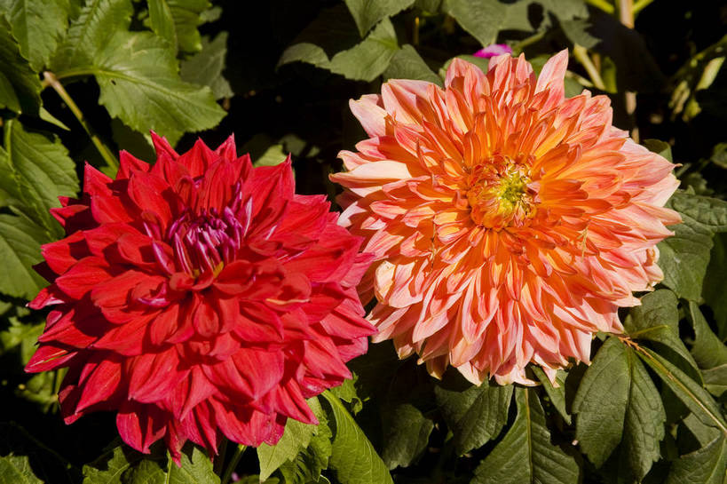 无人,横图,彩色,室外,特写,白天,植物,北京,中国,亚洲,鲜艳,花朵,花卉,自然,菊花,摄影,菊,东亚,中华人民共和国,中山公园,bj174