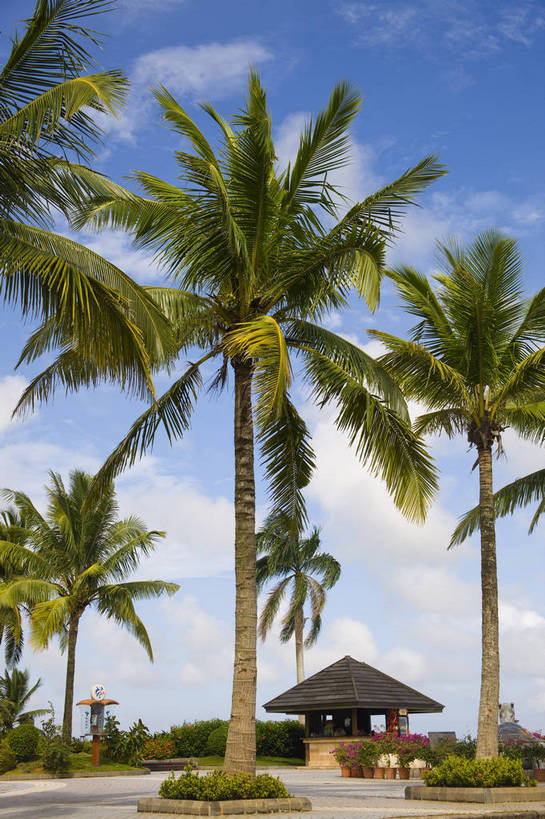 无人,竖图,彩色,室外,白天,旅游,树林,植物,城市风光,建筑,椰树,叶子,中国,亚洲,景观,绿叶,现代建筑,树,树木,海南,绿色,天空,自然,休闲,嫩叶,旅游胜地,竖,摄影,海南省,生长,成长,度假村,东亚,中华人民共和国,华南地区,琼,叶,叶片,棕榈,椰子树,旅行,博鳌,博鳌镇,琼东,琼海,琼海市,亚洲论坛国际会议中心,bj174