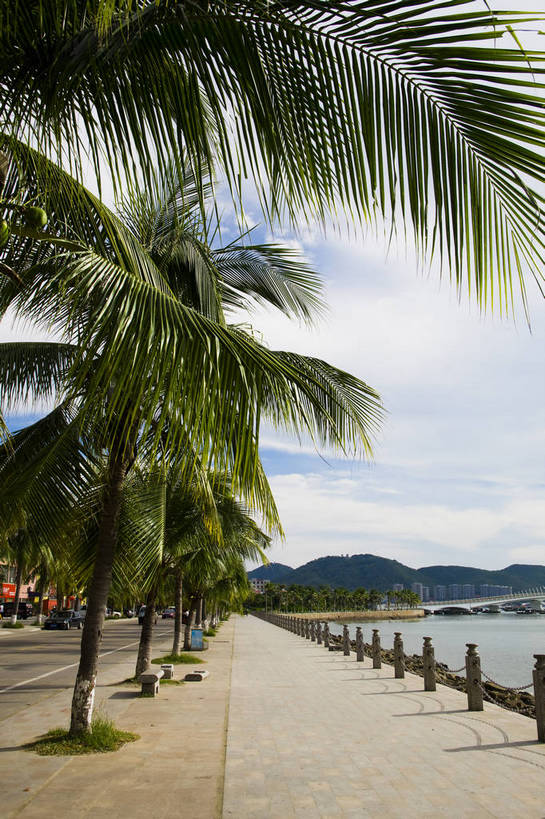 公园,竖图,彩色,室外,白天,旅游,沙滩,树林,植物,城市风光,椰树,叶子,三亚,中国,亚洲,绿叶,树,树木,海南,绿色,天空,自然,休闲,嫩叶,旅游胜地,竖,摄影,生长,成长,海滨,东亚,三亚湾,中华人民共和国,叶,叶片,海滩,棕榈,椰子树,旅行,bj174