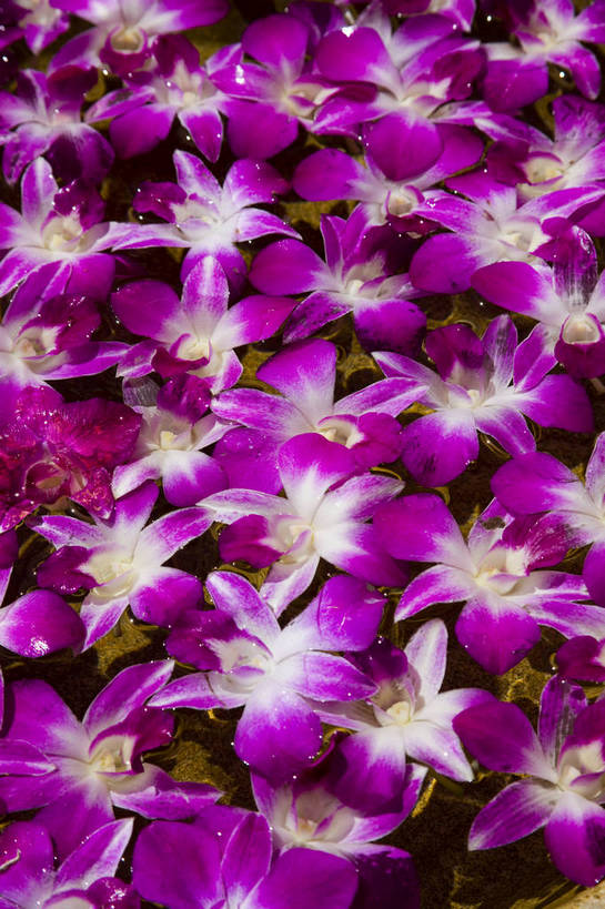 无人,游泳池,竖图,彩色,室外,白天,旅游,树林,植物,别墅,建筑,酒店,椰树,叶子,三亚,中国,亚洲,景观,绿叶,海湾,树,树木,海南,绿色,天空,自然,休闲,嫩叶,旅游胜地,竖,摄影,海南省,生长,成长,海滨,度假村,东亚,三亚市,中华人民共和国,华南地区,琼,叶,叶片,棕榈,椰子树,旅行,亚龙湾,亚龙湾国家旅游度假区,三亚亚龙湾五号别墅酒店,五号度假别墅酒店,bj174