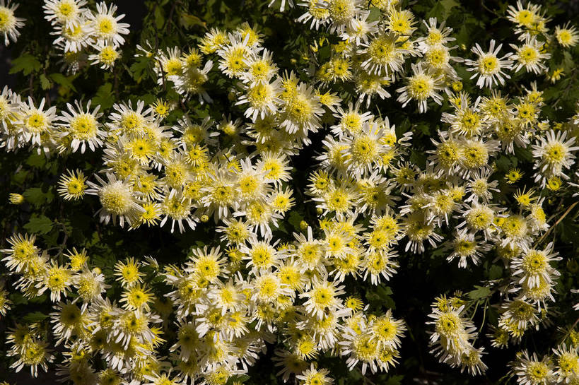 无人,横图,彩色,室外,特写,白天,植物,美丽,花,花朵,花卉,自然,菊花,摄影,bj174