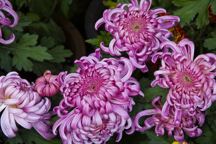 无人,横图,彩色,室外,特写,白天,植物,美丽,花,花朵,花卉,自然,菊花,摄影,bj174