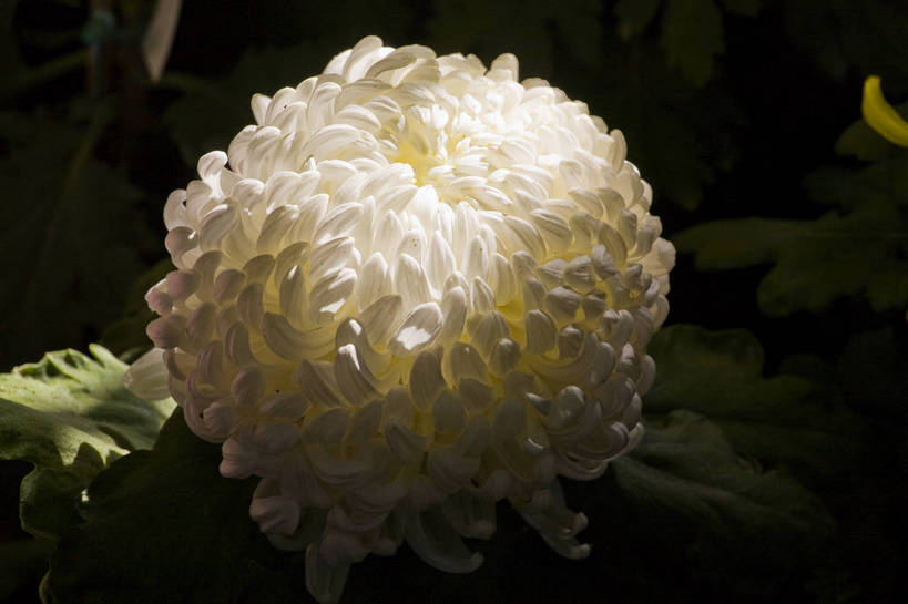 无人,横图,彩色,室外,特写,白天,植物,美丽,花,花朵,花卉,自然,菊花,摄影,bj174