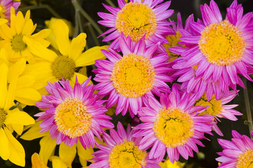 无人,横图,彩色,室外,特写,白天,植物,美丽,花,花朵,花卉,自然,菊花,摄影,bj174