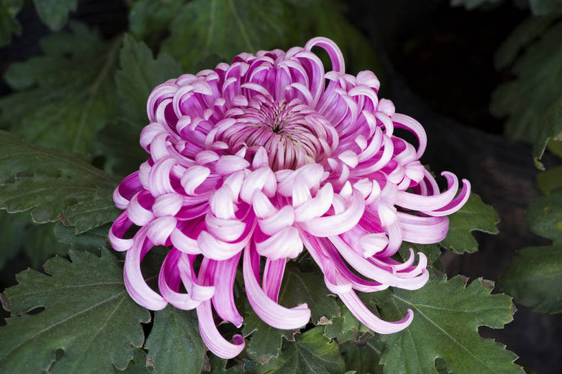 无人,横图,彩色,室外,特写,白天,植物,美丽,花,花朵,花卉,自然,菊花,摄影,bj174