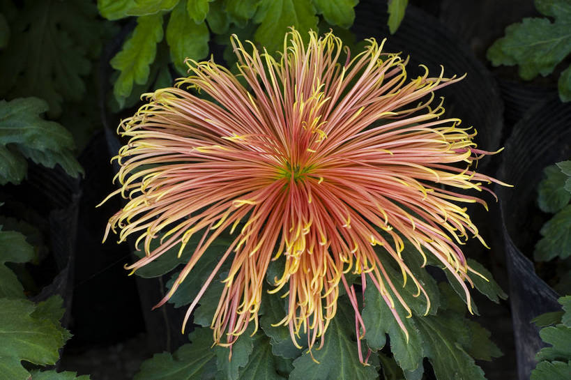 无人,横图,彩色,室外,特写,白天,植物,美丽,花,花朵,花卉,自然,菊花,摄影,bj174