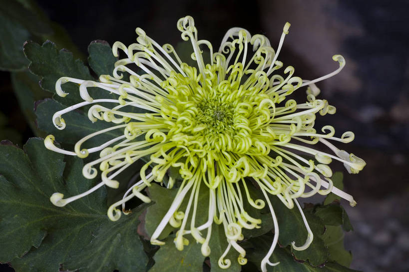 无人,横图,彩色,室外,特写,白天,植物,美丽,花,花朵,花卉,自然,菊花,摄影,bj174