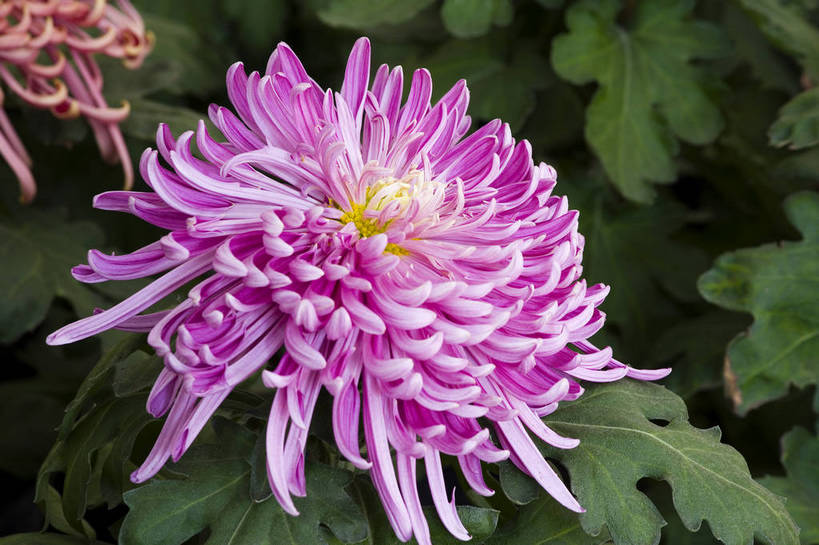 无人,横图,彩色,室外,特写,白天,植物,美丽,花,花朵,花卉,自然,菊花,摄影,bj174