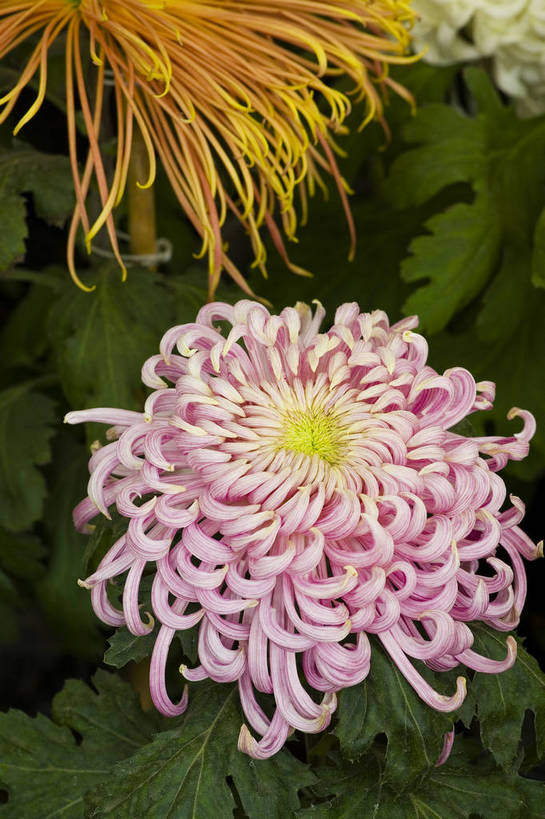 无人,竖图,彩色,室外,特写,白天,植物,美丽,花,花朵,花卉,自然,菊花,竖,摄影,bj174