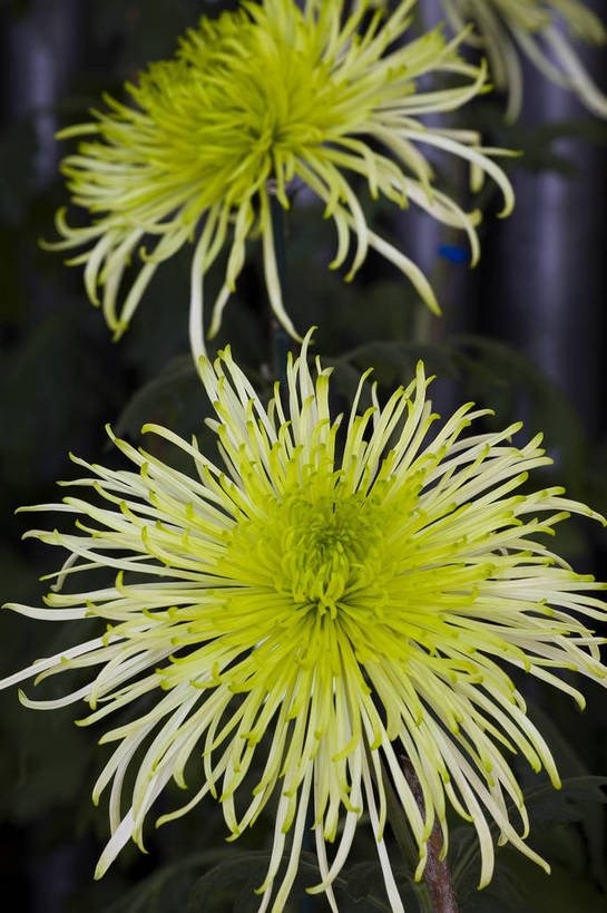 无人,竖图,彩色,室外,特写,白天,植物,美丽,花,花朵,花卉,自然,菊花,竖,摄影,bj174