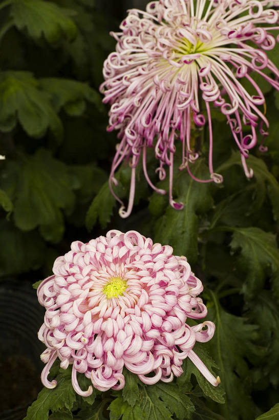 无人,竖图,彩色,室外,特写,白天,植物,美丽,花,花朵,花卉,自然,菊花,竖,摄影,bj174