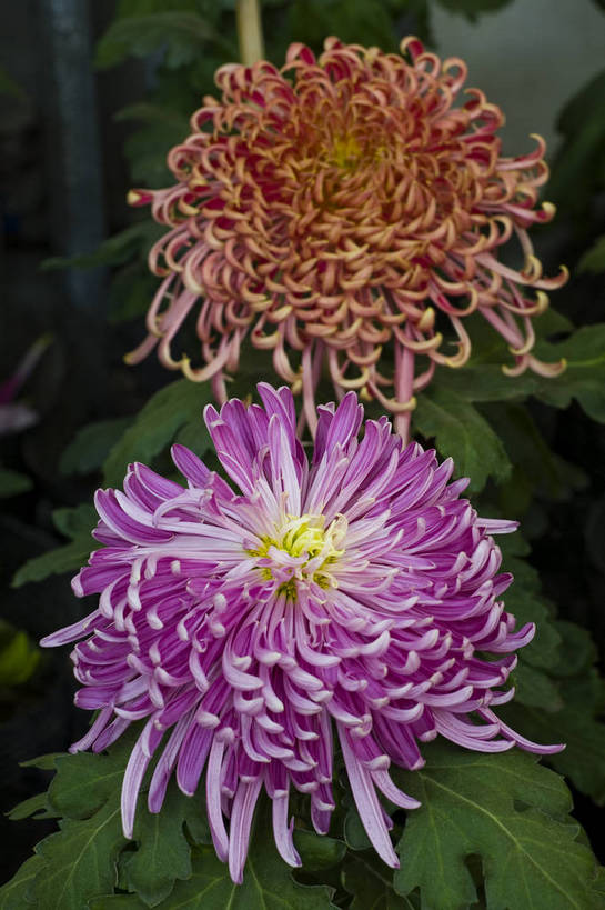 无人,竖图,彩色,室外,特写,白天,植物,美丽,花,花朵,花卉,自然,菊花,竖,摄影,bj174