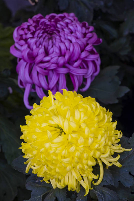 无人,竖图,彩色,室外,特写,白天,植物,美丽,花,花朵,花卉,自然,菊花,竖,摄影,bj174