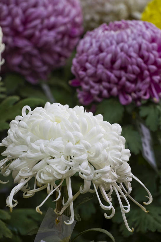 无人,竖图,彩色,室外,特写,白天,植物,美丽,花,花朵,花卉,自然,菊花,竖,摄影,bj174