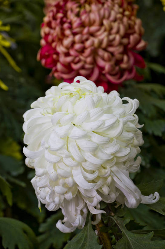 无人,竖图,彩色,室外,特写,白天,植物,美丽,花,花朵,花卉,自然,菊花,竖,摄影,bj174