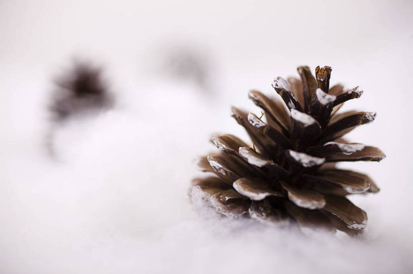 无人,横图,彩色,室内,静物,中国,装饰,图片,艺术品,圣诞,松子,装饰品,一个,摄影,礼品,单个,东亚,影棚拍摄,bj174