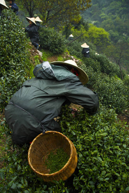 农民,竖图,彩色,室外,特写,白天,旅游,农业,美景,山,田园,中国,图片,景观,茶园,采茶,浙江,自然,旅游胜地,景色,摄影,杭州,龙井村,茶树,自然风光,东亚,茶山,佃农,农场主,农夫,农工,乡下人,小农,庄稼人,旅行,bj174