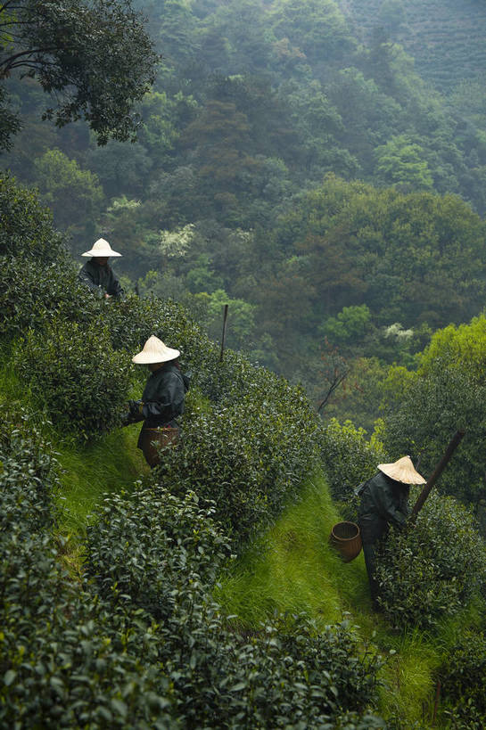 农民,竖图,彩色,室外,特写,白天,旅游,农业,美景,山,田园,中国,图片,景观,茶园,采茶,浙江,自然,旅游胜地,景色,摄影,杭州,龙井村,茶树,自然风光,东亚,茶山,佃农,农场主,农夫,农工,乡下人,小农,庄稼人,旅行,bj174