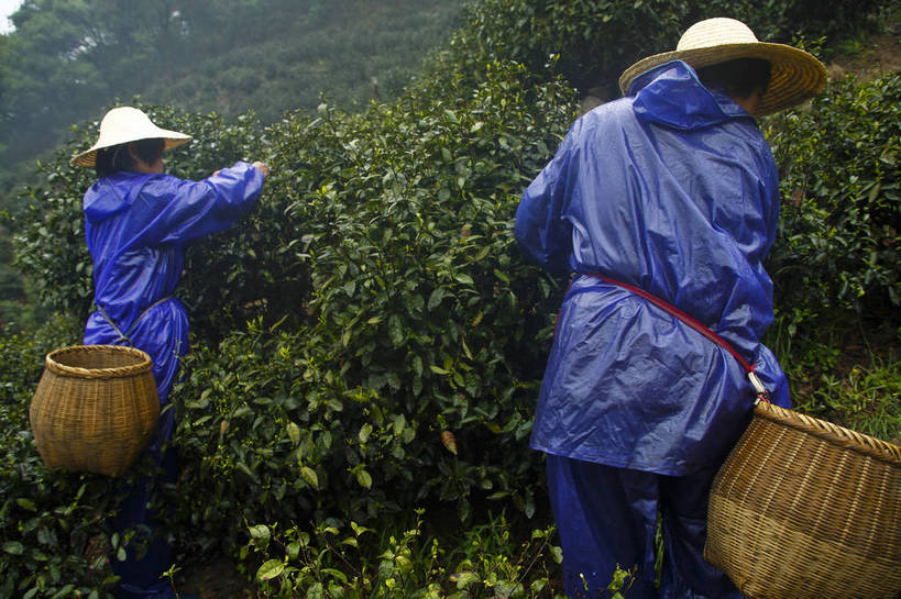 农民,横图,彩色,室外,特写,白天,旅游,农业,美景,山,田园,中国,图片,景观,茶园,采茶,浙江,自然,旅游胜地,景色,摄影,杭州,龙井村,茶树,自然风光,东亚,茶山,佃农,农场主,农夫,农工,乡下人,小农,庄稼人,旅行,bj174