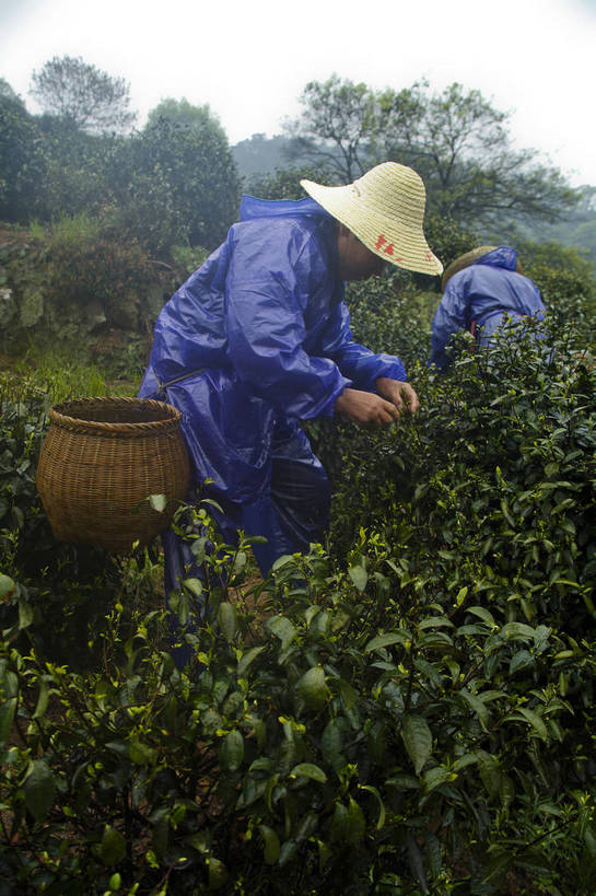 农民,竖图,彩色,室外,特写,白天,旅游,农业,美景,山,田园,中国,图片,景观,茶园,采茶,浙江,自然,旅游胜地,景色,摄影,杭州,龙井村,茶树,自然风光,东亚,茶山,佃农,农场主,农夫,农工,乡下人,小农,庄稼人,旅行,bj174