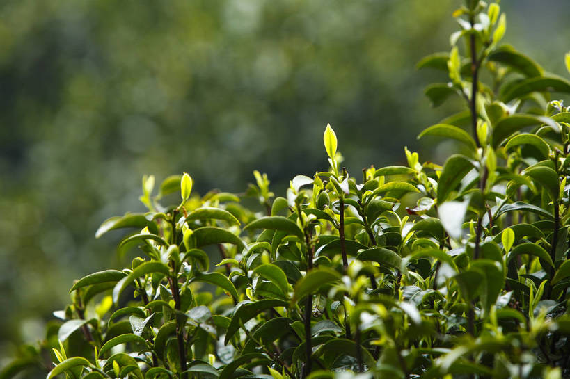 横图,彩色,室外,特写,白天,农业,美景,田园,中国,图片,景观,茶叶,茶园,浙江,自然,景色,摄影,杭州,龙井村,茶树,自然风光,东亚,bj174