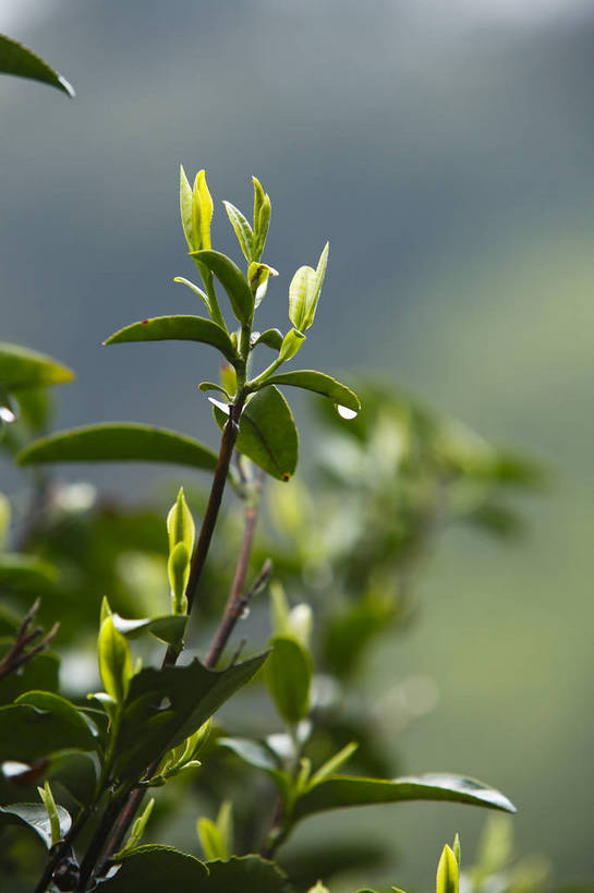 竖图,彩色,室外,特写,白天,农业,美景,田园,中国,图片,景观,茶叶,茶园,浙江,自然,景色,摄影,杭州,龙井村,茶树,自然风光,东亚,bj174