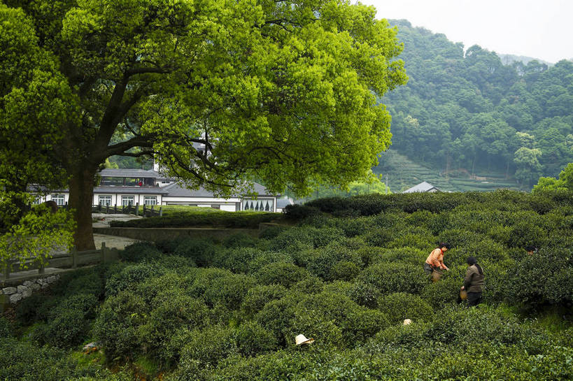 农民,横图,彩色,室外,白天,旅游,农业,美景,山,田园,中国,亚洲,图片,景观,茶园,采茶,浙江,浙江省,自然,旅游胜地,景色,摄影,杭州,茶树,自然风光,东亚,杭州市,中华人民共和国,华东地区,省会,浙,茶山,西湖区,佃农,农场主,农夫,农工,乡下人,小农,庄稼人,旅行,梅家坞,bj174