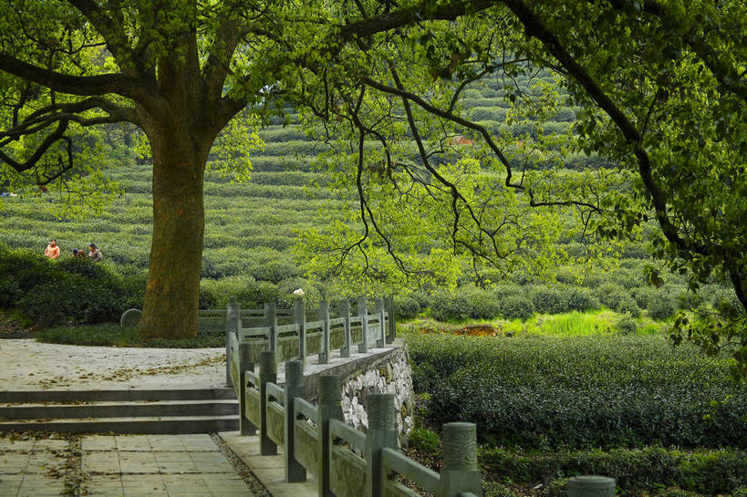 农民,横图,彩色,室外,白天,旅游,农业,美景,山,田园,中国,亚洲,图片,景观,茶园,采茶,浙江,浙江省,自然,旅游胜地,景色,摄影,杭州,茶树,自然风光,东亚,杭州市,中华人民共和国,华东地区,省会,浙,茶山,西湖区,佃农,农场主,农夫,农工,乡下人,小农,庄稼人,旅行,梅家坞,bj174