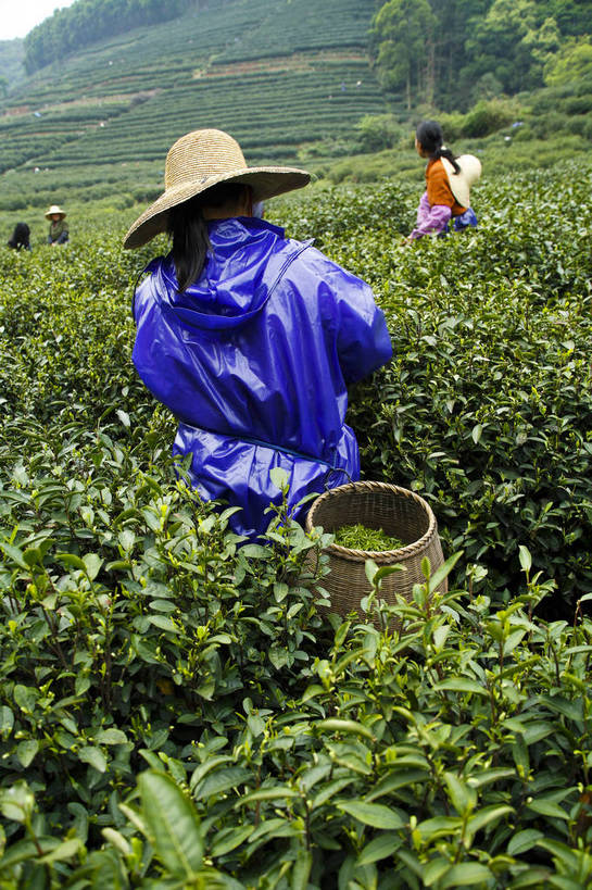农民,竖图,彩色,室外,特写,白天,旅游,农业,美景,山,田园,中国,亚洲,图片,景观,茶园,采茶,浙江,浙江省,自然,旅游胜地,景色,摄影,杭州,茶树,自然风光,东亚,杭州市,中华人民共和国,华东地区,省会,浙,茶山,西湖区,佃农,农场主,农夫,农工,乡下人,小农,庄稼人,旅行,梅家坞,bj174