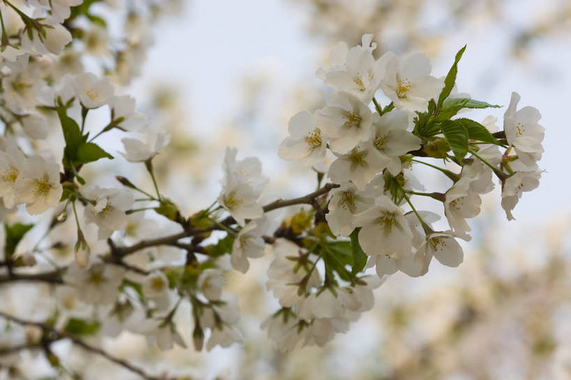 横图,彩色,室外,特写,白天,樱花,北京,中国,局部,图片,花,花卉,树枝,自然,摄影,东亚,bj174