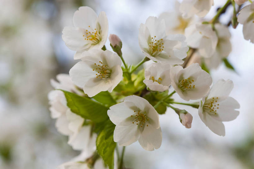 横图,彩色,室外,特写,白天,樱花,北京,中国,局部,图片,花,花卉,自然,摄影,一支,东亚,bj174